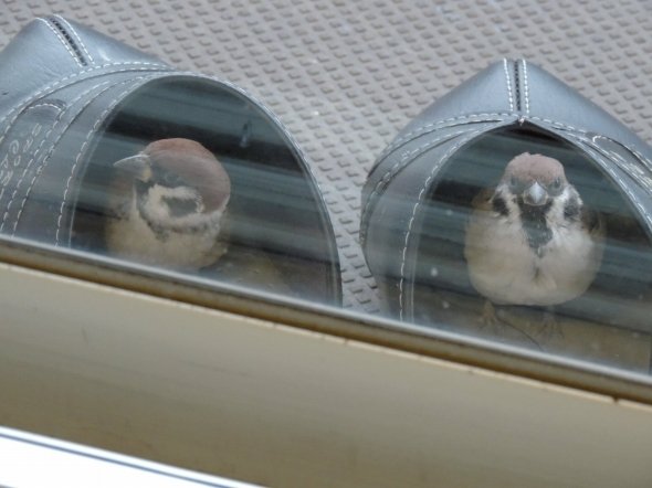 菊茶（＠tamura112227）さんのツイートより