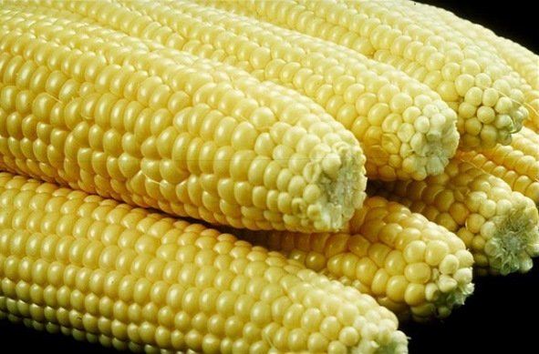 Corn（USDA photo撮影、Wikimedia Commonsより）