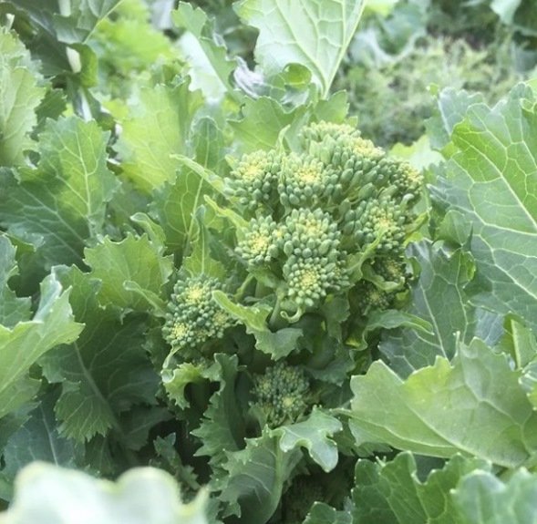 チーマディラーパ（画像提供：田倉ファーム）