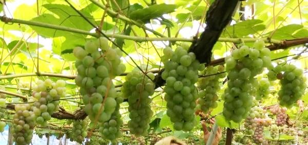 画像は「ファットリア  アル フィオーレ」のFacebookより