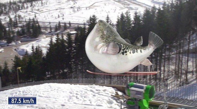 臼杵ふぐ、飛ぶ（画像はプレスリリースより）