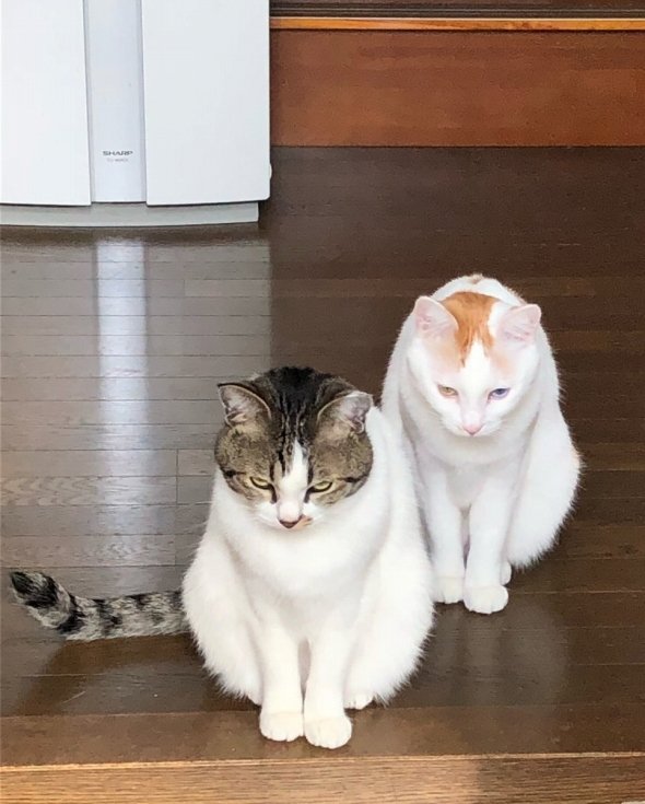 はる蔵（＠halzo0）さんのツイートより