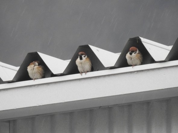 ちびこ（＠chibiko_todo）さんのツイートより