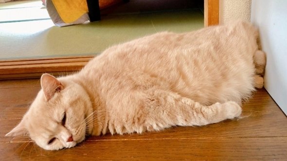 みかんとじろうさん家（＠jirosan77）さんのツイートより