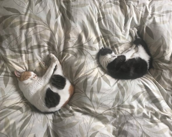 へる（＠heltune）さんのツイートより