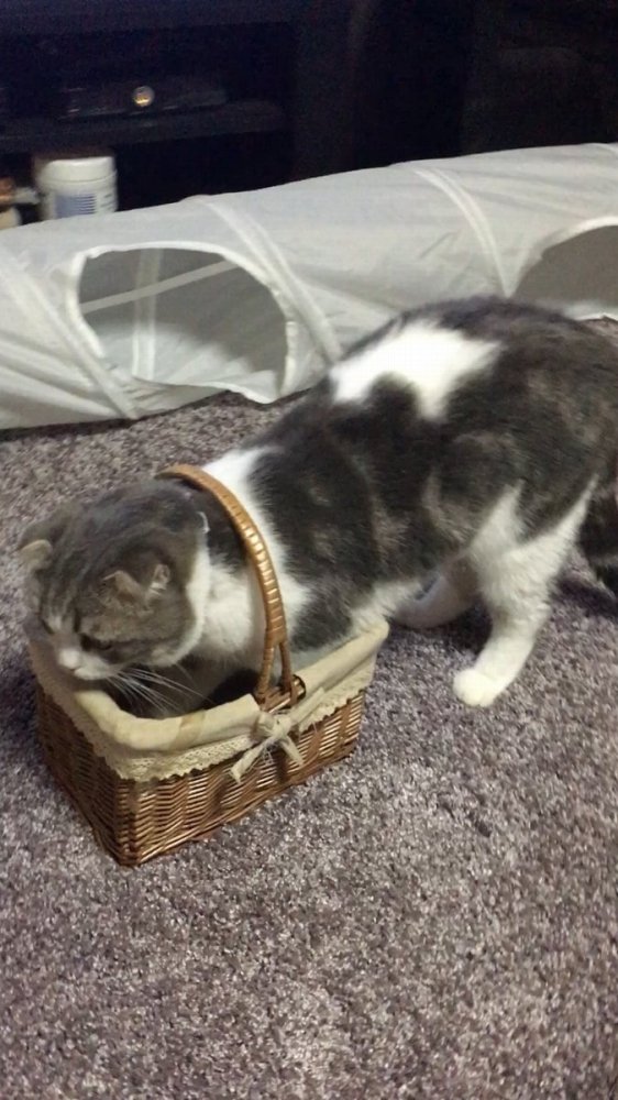 こはく＆ちゃちゃ@にゃんちゅーばー（＠KOHAKU_CHACHA）さんのツイートより