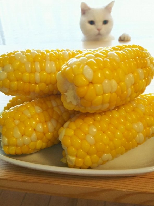 きゃらめる家（＠michiru522）さんのツイートより