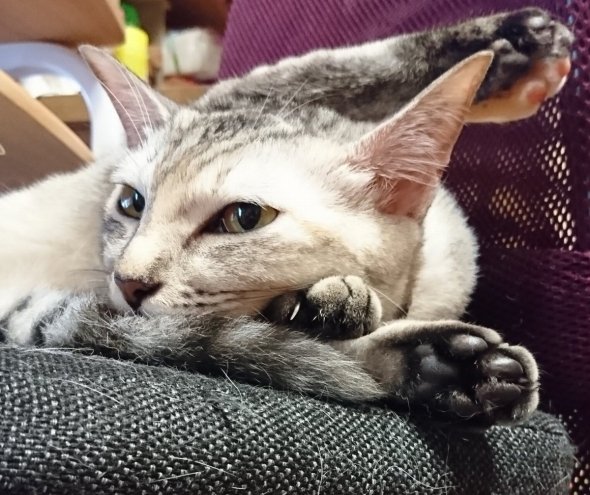 おむたんめん（＠omutantanmen）さんのツイートより