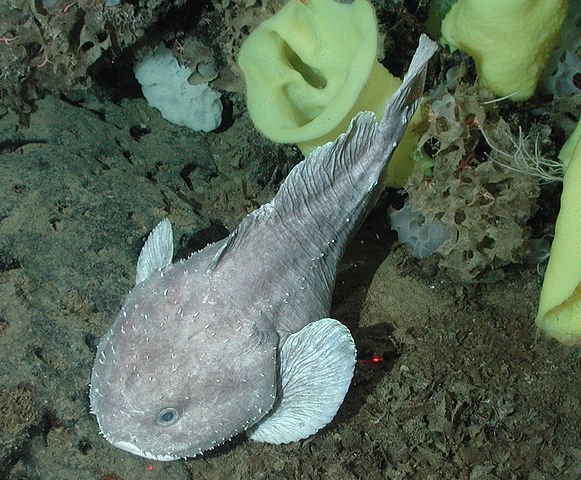 ニュウドウカジカ(NOAA MBARIさん撮影、Wikimedia Commonsより)