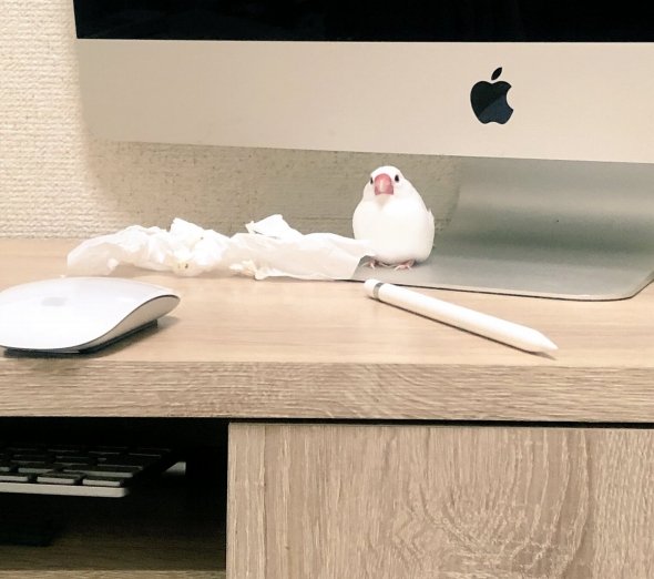 胡麻（＠gomanoki）さんのツイートより