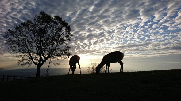 ちびオオセンチ@chibiohsenchiさんのツイートより