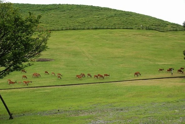 確かに、昼間でも何となくアフリカのように見える若草山（jetsunさん撮影、Wikimedia Commonsより）