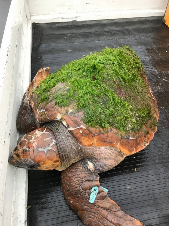 春早割 亀 かめ カメ 龜 亀甲 亀の子 かっこいい 可愛い かわいい 海亀 海 うみ 罅 ひび 隙間 動物 ペット 爬虫類 Tシャツ Flyingjeep Jp