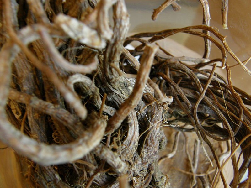 漢方約の原料として有名（WikimediaCommonsより、松岡明芳さん撮影）