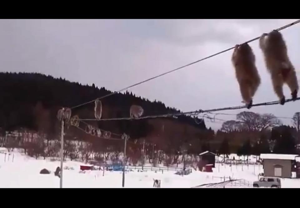 ヨコヤマ（＠baritone_666）さんのツイートより