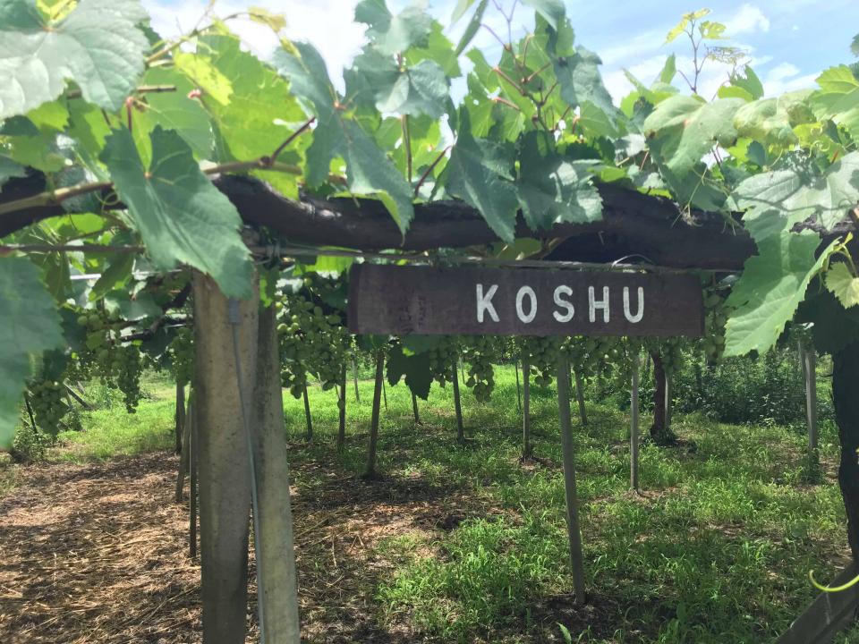 様々な品種のブドウを栽培するルミエールワイナリーの畑。ブドウ棚はこのエリアのシンボルでもある