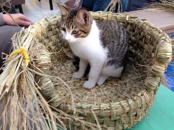 制作中の猫ちぐらに入った猫ちゃん（画像提供：金谷英三さん、以下同）