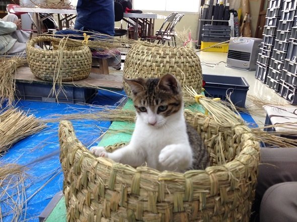 なかなか良さそうだニャーとご満悦