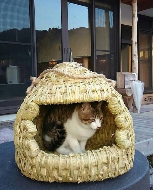 住み心地、どうかニャー？