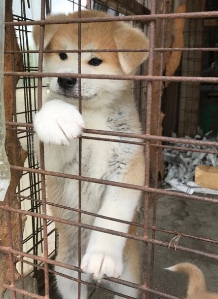 良い飼い主に出会えるといいね（秋田犬保存会ツイッターより）