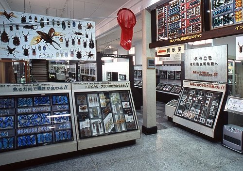 1階の様子（画像は名和昆虫博物館提供）