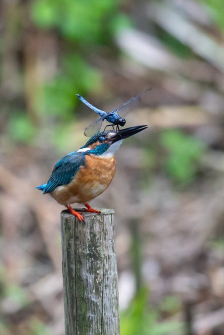 がな（＠jzx81sasabou）さんのツイートより