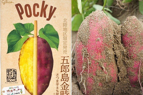 北陸限定の「五郎島金時ポッキー」