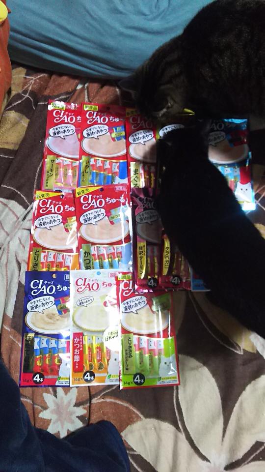 ちなみに2匹の名前はそれぞれ「ポカリ」（画面上）と「ペプシ」（下）。「ポカリ」は里親募集で引き取った猫で、「ペプシ」は捨てられていたところを連れて帰ったという（画像はいっつうさん（@ittsuu730）提供）