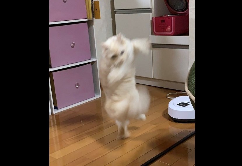 きなこ（＠225Kinaco）さんのツイートより