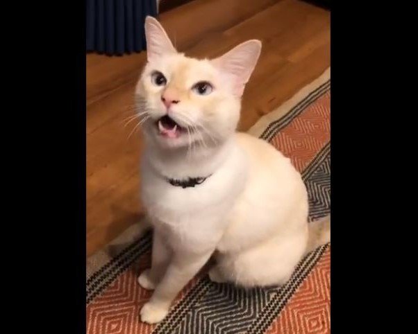 ふくてん（＠zEChPHPqG2t32nT）さんのツイートより