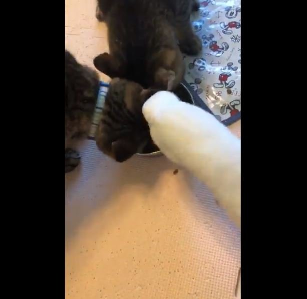 アヒルのおまる（＠ahiruomaruchan）さんのツイートより