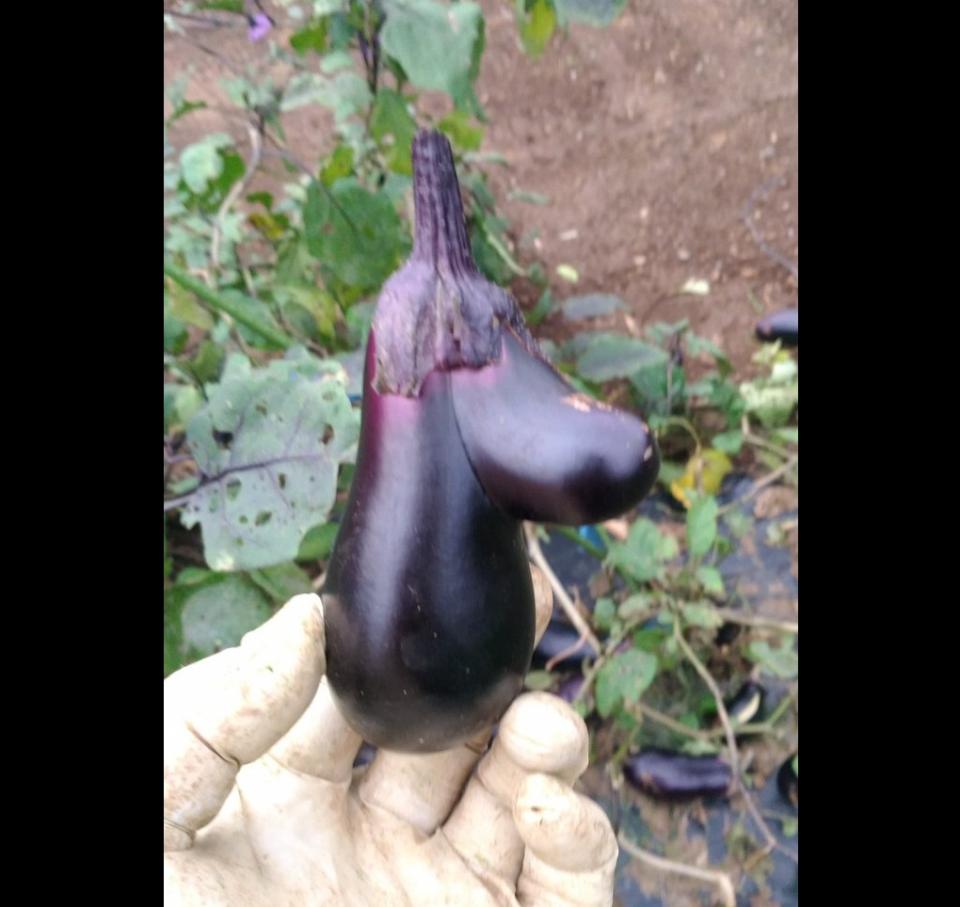 ムーミンナス　草刈り鎌12（＠SEuAB3tvydtue2z）さんのツイートより