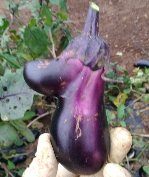 ムーミンナス　草刈り鎌12（＠SEuAB3tvydtue2z）さんのツイートより