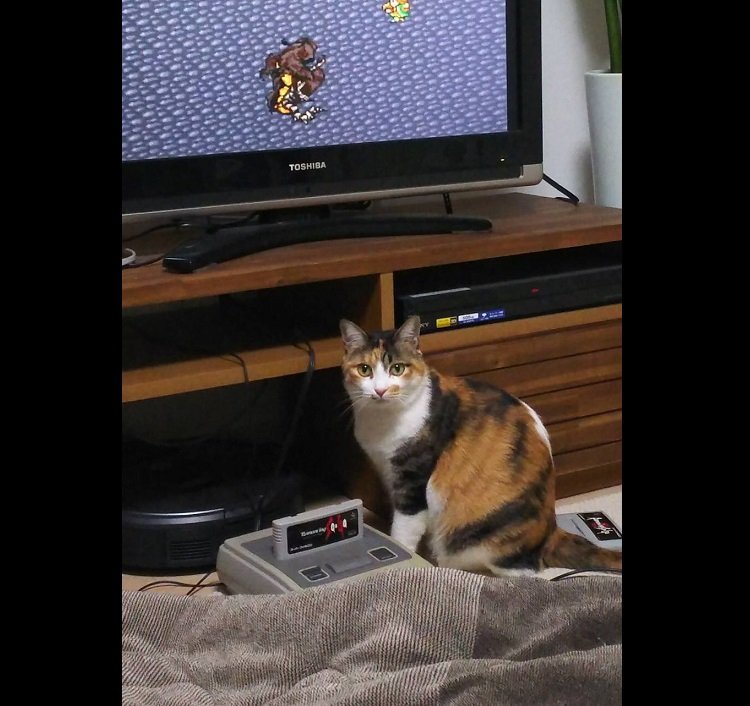 三毛猫たま子（＠KWFZWI7X20NQ67X）さんのツイートより