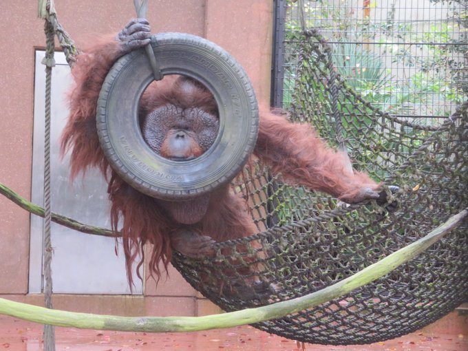 写真は千葉市動物公園（＠ChibaZoo）提供
