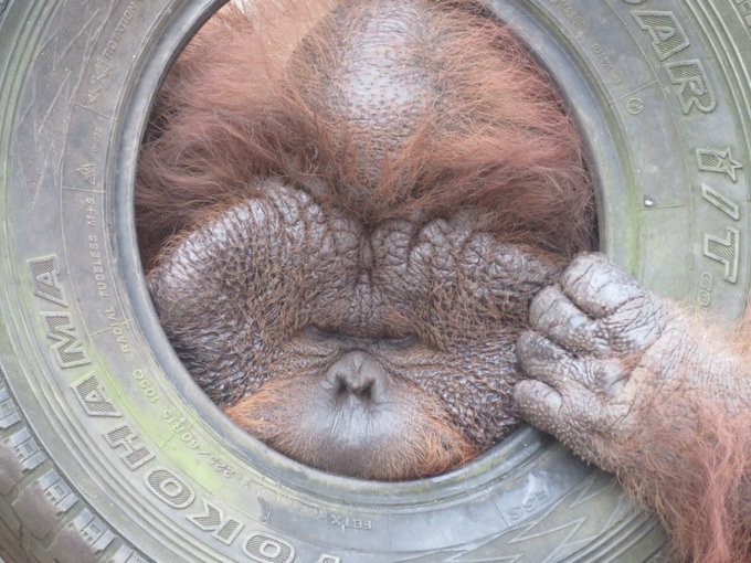 雨の日のお気に入り？（写真は千葉市動物公園提供）