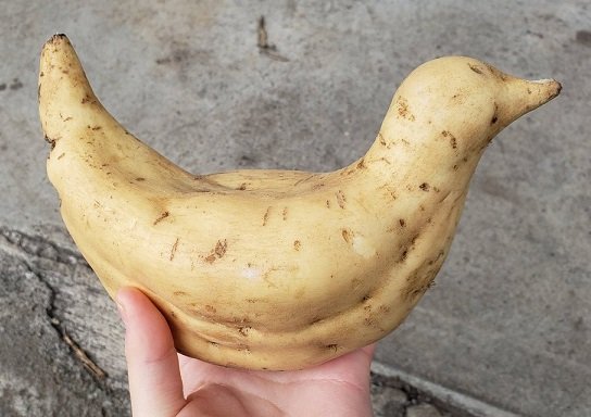 筋肉の感じまで完璧に「鳥」。Shianさん（＠Shiancats）のツイートより