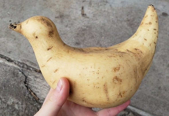 魔法をかけられたの？　Shianさん（＠Shiancats）のツイートより