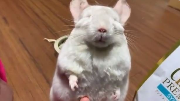 おんちゃん（＠onchanng）さんのツイートより