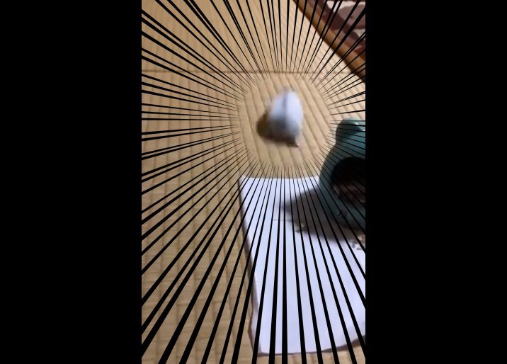 驚異的な脚力？（画像はべーーやん（＠hamuhamustar924）さんから、編集部一部加工）