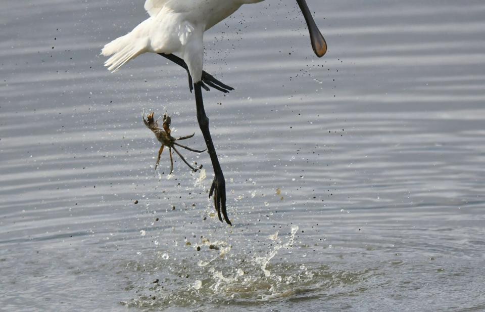 カニだ！（写真はkenzouさんのツイートより）