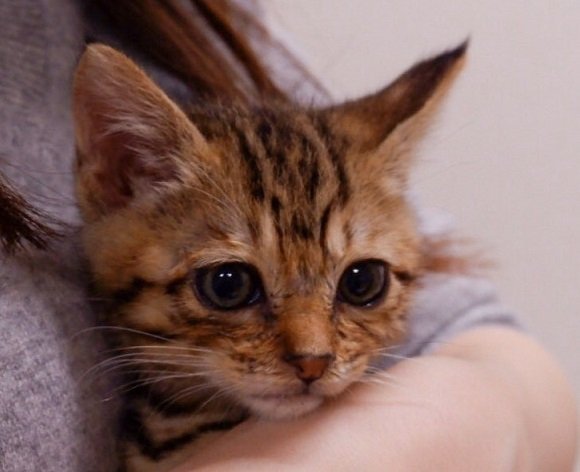 こんな目で見つめられたら？fabrik＿view（＠hom＿fab）さんのツイートより