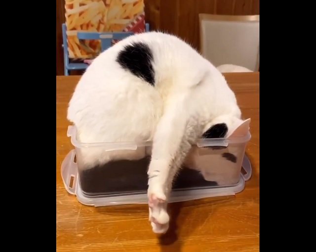 右前脚をニギニギ......（猫のお母さんさんのツイートより）