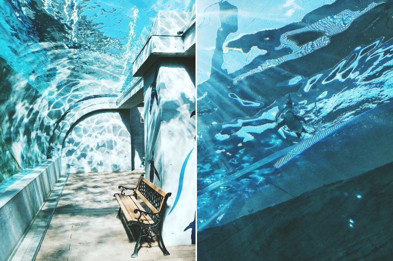 まるで水中散歩（画像は宵月 絃＠__yoii_toさん提供）