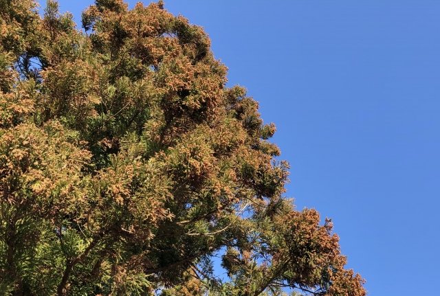 花粉症、辛いですよね...（画像はイメージ）