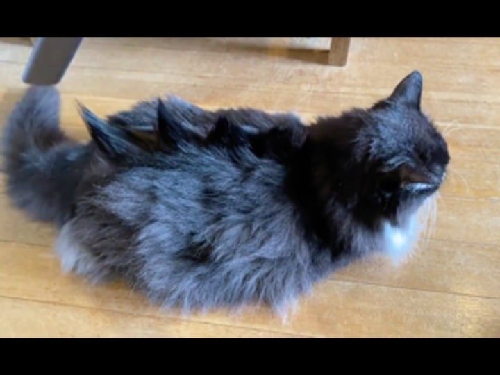 トゲッ！（増永さんのツイートより）