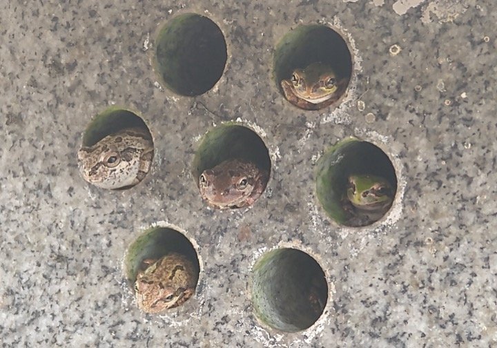 RedXelvis（＠redxelvis2000）さんのツイートより