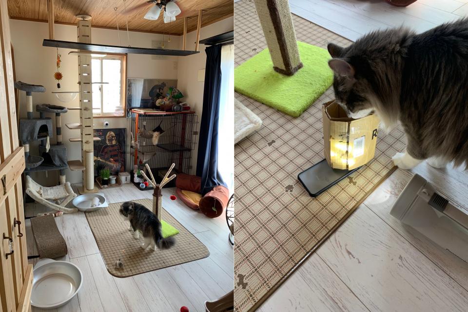 猫が上から覗いている様子（画像はネコランドさん提供）