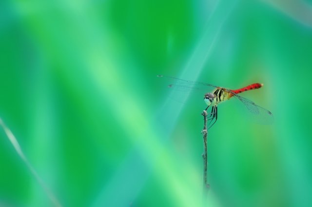 秋の風物詩、赤とんぼ