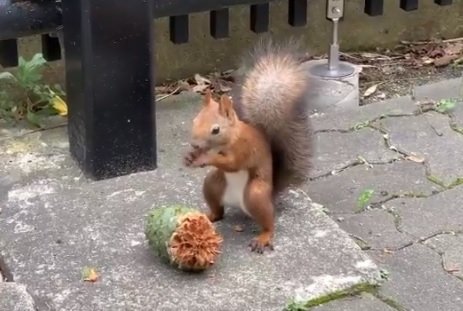 モグモグ...（画像は在札幌米国総領事館が投稿した動画のスクリーンショット）